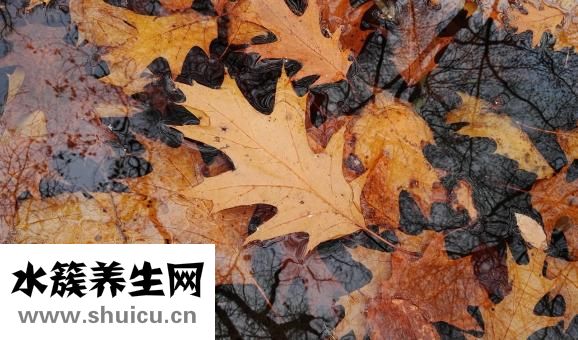 燕麦小米粥
