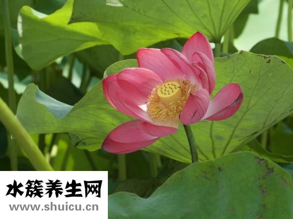 薄荷减肥吗