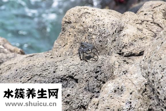 肾良性肿瘤
