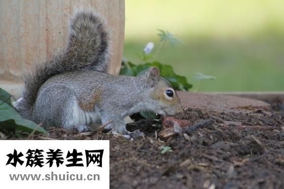 松鼠能吃吗