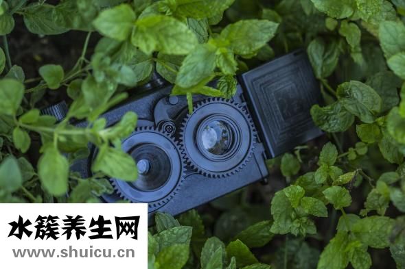 薄荷减肥吗