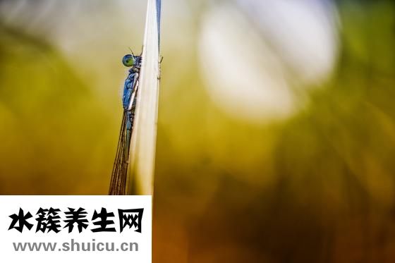 血管堵塞的症状
