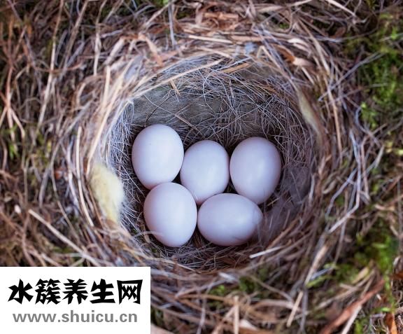 清炖土鸡汤