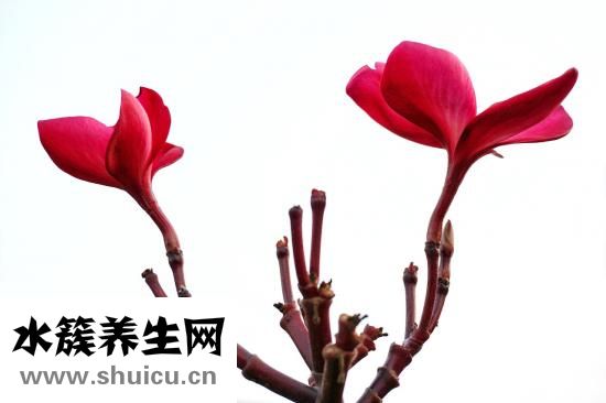 苏叶的功效与作用