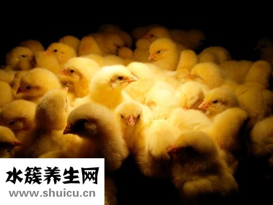 清炖鸡怎么做