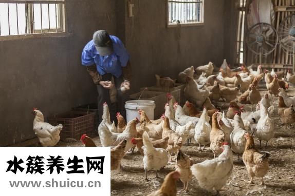 清炖土鸡汤