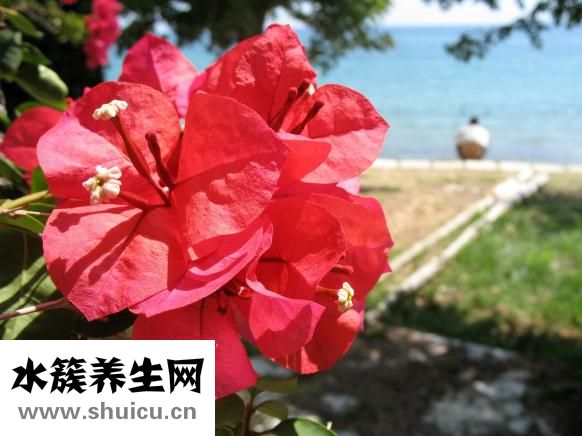 苏叶的功效与作用