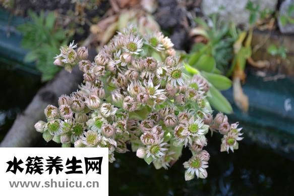 樱花能吃吗