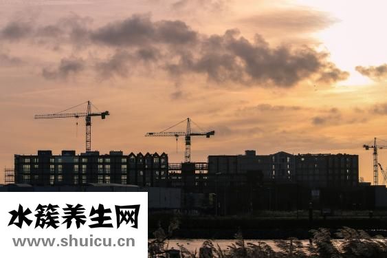 雷公根图片