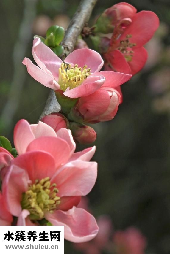 来月经能吃芒果不
