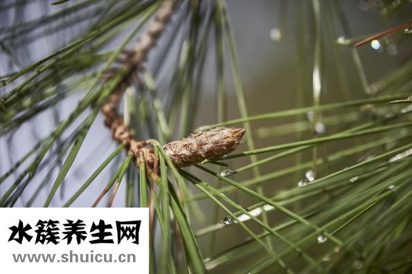 茯苓膏做法