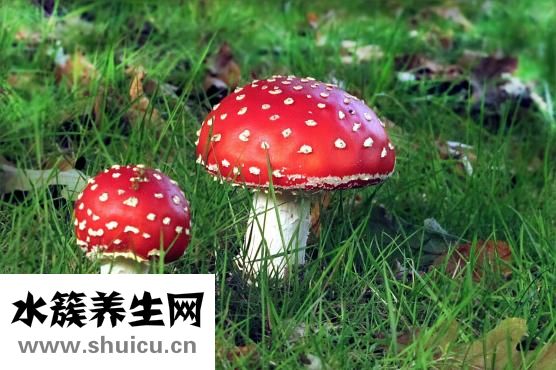 银耳莲子百合