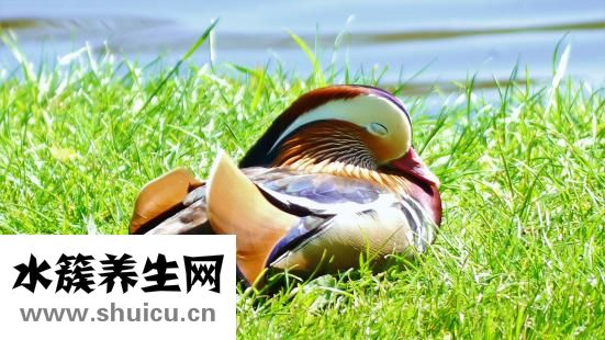 怎么去除鸭子毛发小编教你方法（如何去腿毛不复长生活小妙招）