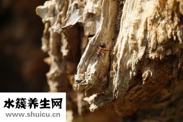 牙齿痛怎么治好