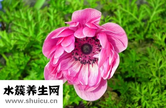 水喝多了会怎么样