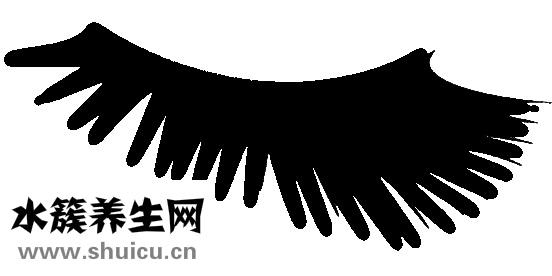 贴假睫毛技巧
