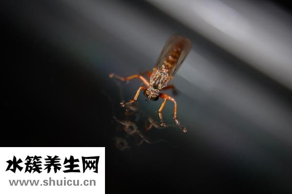 有蚊子怎么办