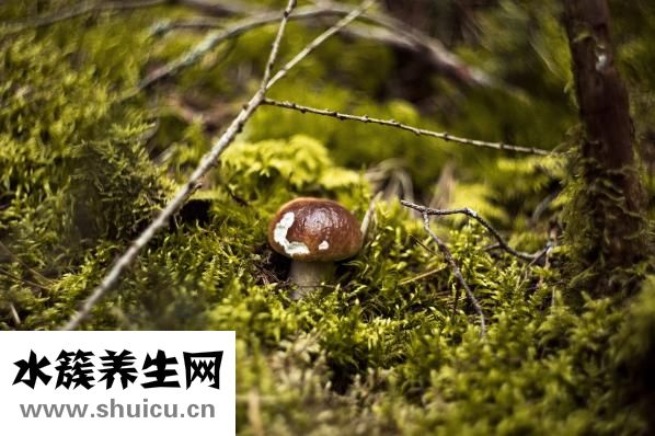 油麦菜可以生吃吗