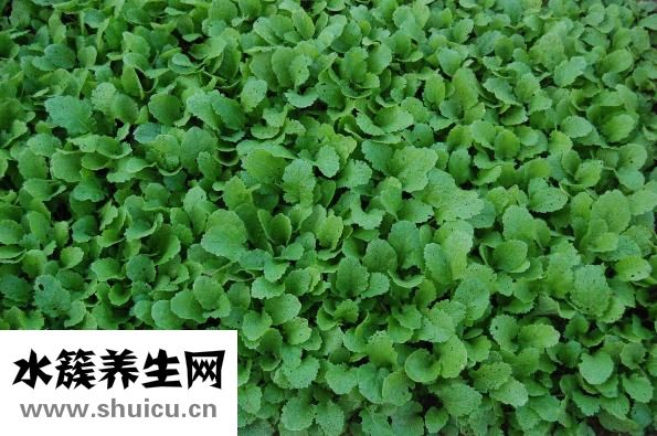 油麦菜可以生吃吗