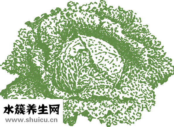 素炒圆白菜