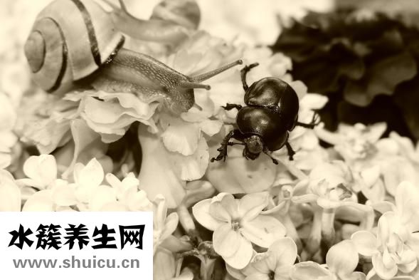 蛇缠腰会传染吗