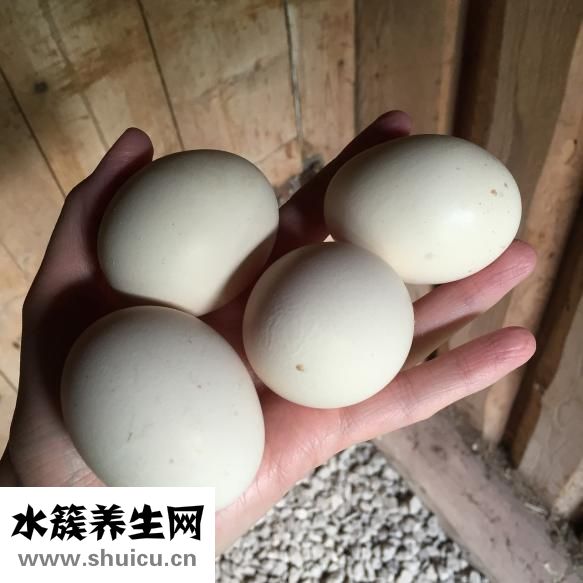 青木瓜的吃法