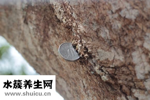 食用棕榈油