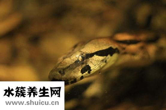 孕妇可以吃乌鱼吗