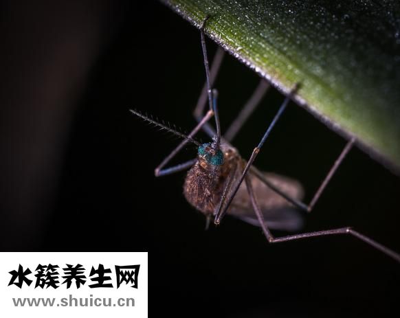 有蚊子怎么办
