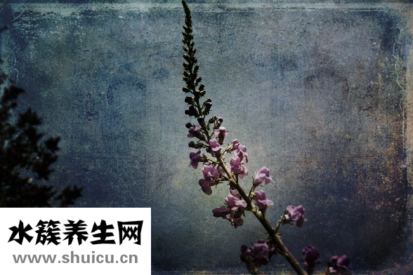 心病有什么症状