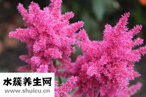 替罗非班说明书