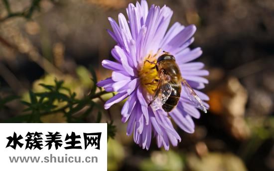 粘膜下子宫肌瘤
