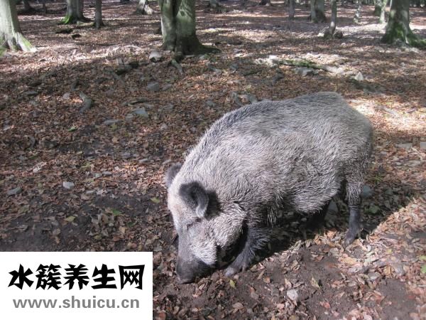 生根剂的配方