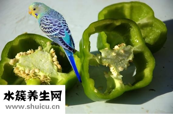 素炒圆白菜