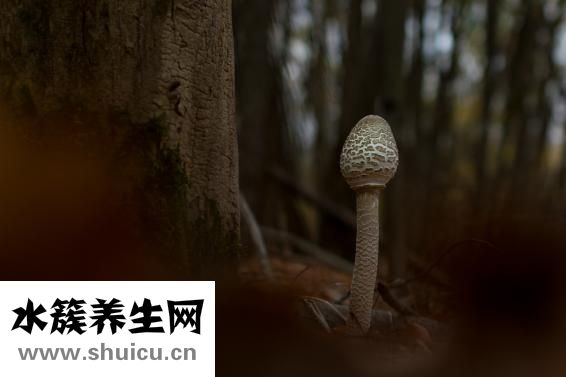 孕妇可以吃乌鱼吗