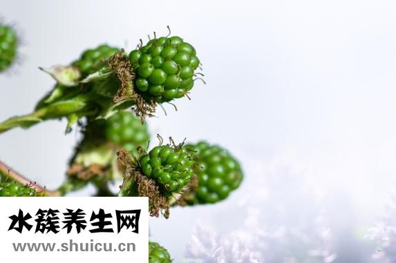 油麦菜可以生吃吗