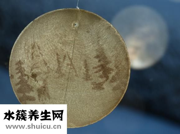 牛大力的功效