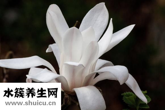 素炒白玉菇