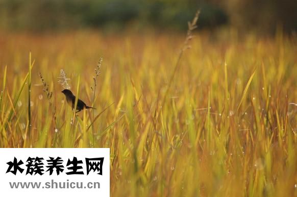 神经衰弱的原因