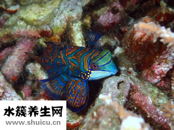 鱼属于海鲜类吗