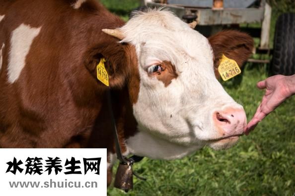 石蜜是什么