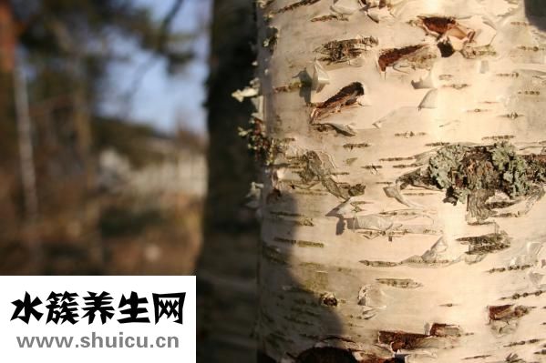 身上有跳蚤怎么办