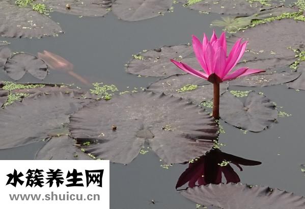 杨梅上火吗