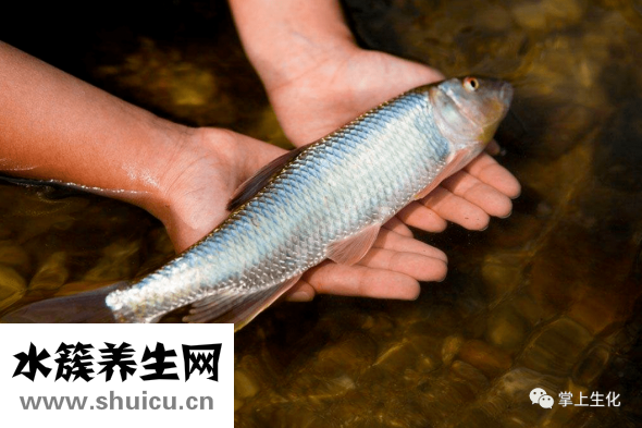 鱼属于海鲜类吗