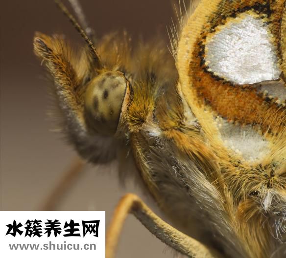 蛇胆川贝液说明书