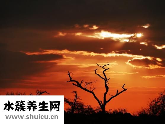 洋槐蜜的功效