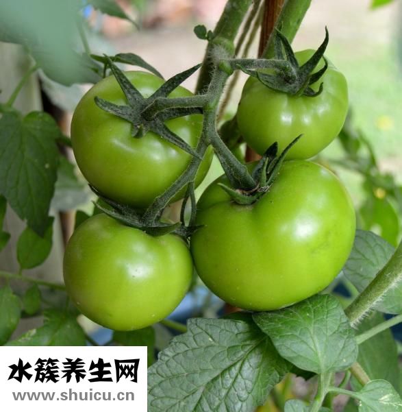 吃蔬菜预防痛风？痛风病人可多吃菠菜