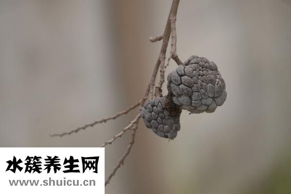 释迦怎么吃