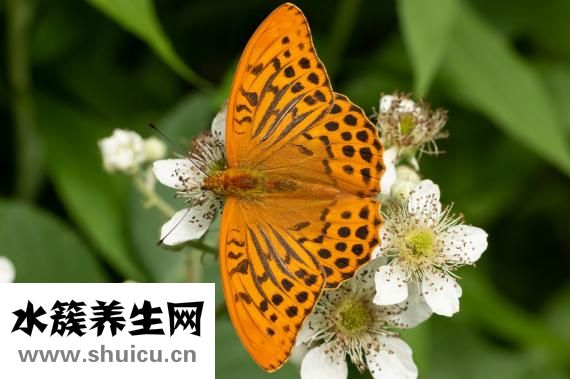 蛇胆川贝液说明书