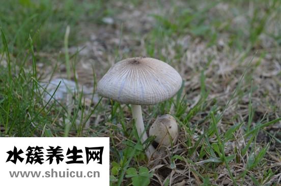 癣可以自愈吗